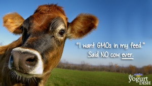 GMO-blog-post-1 (1)