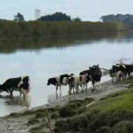 cows-in-manawatu-river